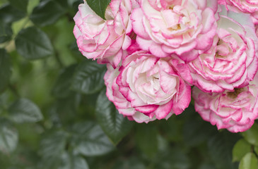 garden roses in the garden with copy space