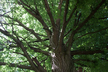 Blick in die Krone des Baumes