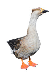 Big grey female goose isolated on white background. Funny goose full-length close up. Farm bird.