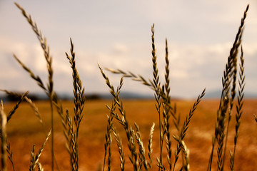 Reifes Getreide im Vordergrund, dahinter goldgelbes Felde unter blauem Himmel / Ripe cereal in the...
