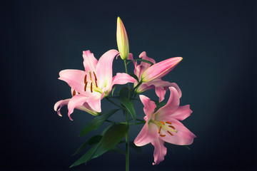 Beautiful fine art photography, soft lit retro styled pink lily (botanical: Lilium Orientalis) . Shot against a dark, slightly lit background.