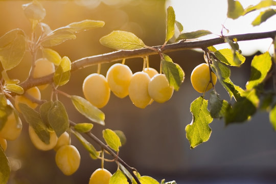 Yellow plums on branch in orchard