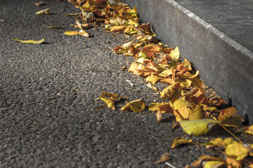 Autumn leaf fall. Multicolored dry leaves on the pavement. Cobbles in the yellow leaves in the fall. The rustling fallen leaves in the park. Bright colors of autumn. Autumn weather.