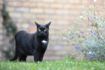 Domestic black cat laying on the grass
