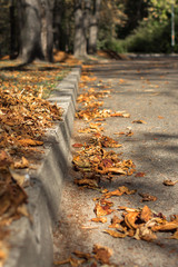 Autumn leaf fall. Multicolored dry leaves on the pavement. Cobbles in the yellow leaves in the fall. The rustling fallen leaves in the park. Bright colors of autumn. Autumn weather.