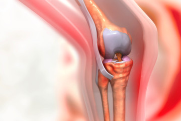 Anatomy of human knee joint