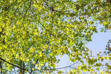 Trees in the park in autumn, spring, summer. Bright foliage on the branches. Green and yellow leaves against the clear sky. Good weather in the forest. Beautiful natural background.