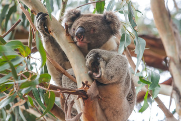 Fototapeta na wymiar koala in a tree
