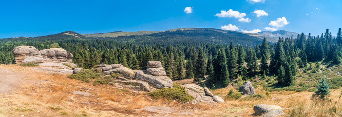 Pinetree Forest in Uludag National Park