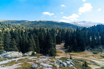 Obraz premium Pinetree Forest in Uludag National Park