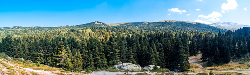 Pinetree Forest in Uludag National Park