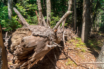 Pinetree Forest in Uludag National Park