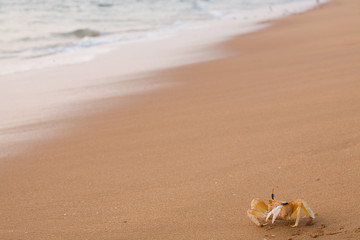 Small crab on golden wet sand, tropical beach, by the waters edge at sunset