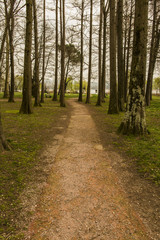 Varese lake nature Italy
