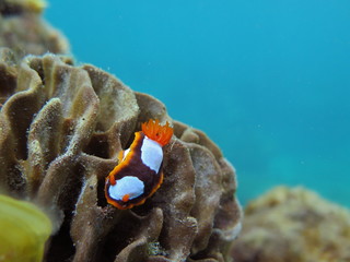 Orange, Black, White Nudibranch Chromodoris westraliensis, Endemic to Western Australia