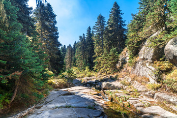 Small River Among Forest in Uludag National Park