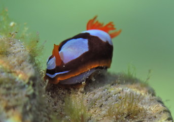 Orange, Black, White Nudibranch Chromodoris westraliensis, Endemic to Western Australia