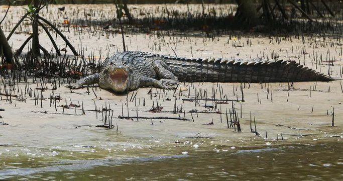 Australian Crocodile on the Banks of a Mangrove, Open Mouth, Daintree Rainforest