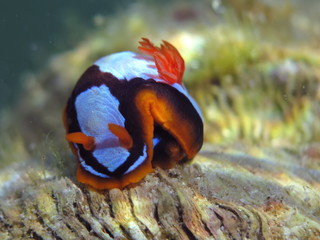 Orange, Black, White Nudibranch Chromodoris westraliensis, Endemic to Western Australia
