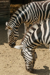 close up of two zebras eating 