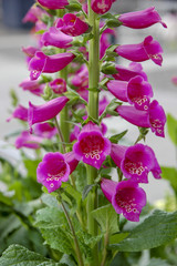 Closeup to flowers bloom and blossom Clover with colorful of colour 