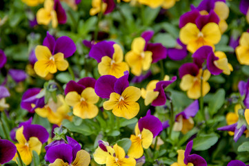 Closeup to flowers bloom and blossom Clover with colorful of colour 