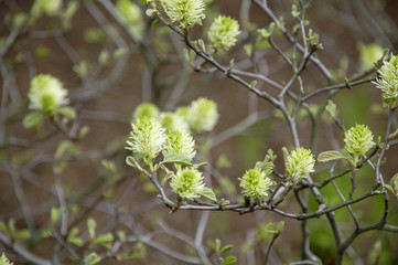 Closeup to flowers Bloom and blossom Clover  with colorful of colour 