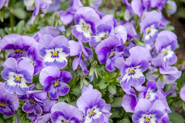 Closeup to flowers Bloom and blossom Clover  with colorful of colour 