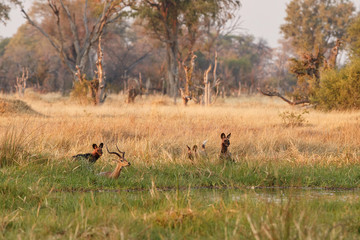 Wild Dogs hunting, impalas with predator. Wildlife scene from Africa, Khwai River, Okavango delta. Animal behaviour in the nature habitat, pack pride of wild dogs offensive attack on impala. 