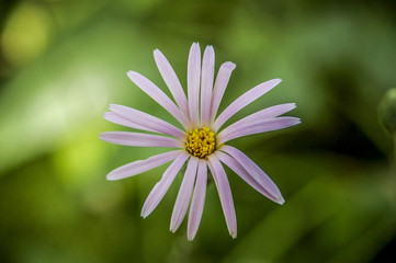 Closeup to flowers Bloom and blossom Clover  with colorful of colour 