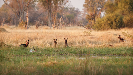Wild Dogs hunting, impalas with predator. Wildlife scene from Africa, Khwai River, Okavango delta. Animal behaviour in the nature habitat, pack pride of wild dogs offensive attack on impala. 