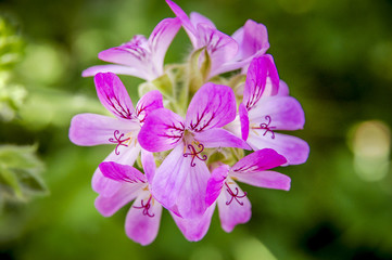 Closeup to flowers Bloom and blossom Clover  with colorful of colour 