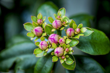 Closeup to flowers Bloom and blossom Clover  with colorful of colour 