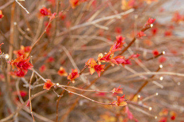 Closeup to Flower bloom and blossom Clover flowers with colorful of colour