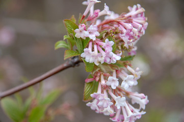 Closeup to Flower bloom and blossom Clover flowers with colorful of colour