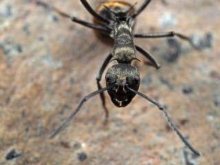 Macro Photo of Polyrhachis Dives Ant on The Ground