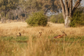 Wild Dogs hunting, impalas with predator. Wildlife scene from Africa, Khwai River, Okavango delta. Animal behaviour in the nature habitat, pack pride of wild dogs offensive attack on impala. 