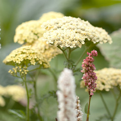 beautiful fluffy flowers of yarrow blooming in summer field