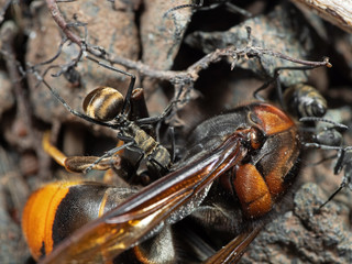 Macro Photo of Polyrhachis Dives Ant Attack Wasp