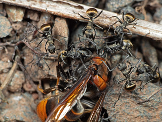 Macro Photo of Group of Polyrhachis Dives Ants Attack Wasp