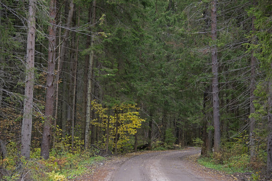 Natural landscape - forest road