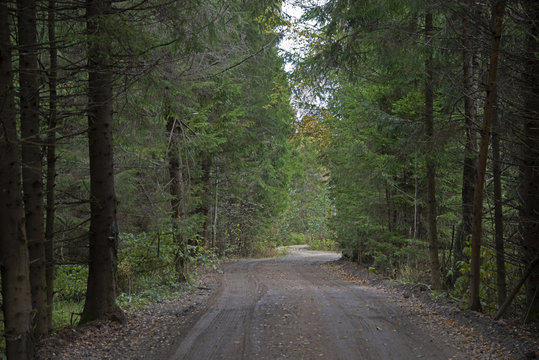 Natural landscape - forest road