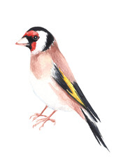 Watercolour hand painted bird goldfinch. Bright illustration isolated element on white background. Black red yellow, brown  feather. Nice for design and decoration card, cover, magazine article.