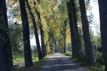 Obraz premium Yellow and brown leaves on the street and at trees on road at park Hitland in Nieuwerkerk aan den IJssel during the autumn season in the Netherlands