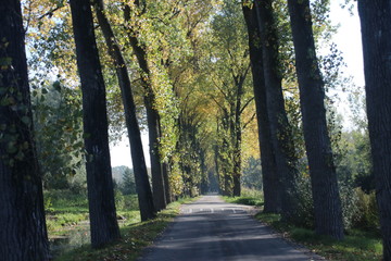 Yellow and brown leaves on the street and at trees on road at park Hitland in Nieuwerkerk aan den IJssel during the autumn season in the Netherlands