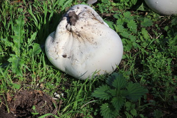 Calvatia gigantea commonly known as the giant puffball during the autumn season in forest Schollenbos in Capelle aan den IJssel.