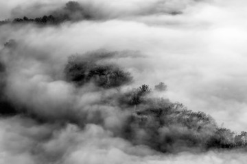 Alb a sulla foresta, Italia