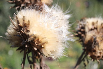 artichoke flower blown in summer sun at a garden in Capelle aan den Ijssel in Park Hitland