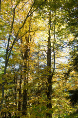forest in autumn colors with fall foliage landscape background