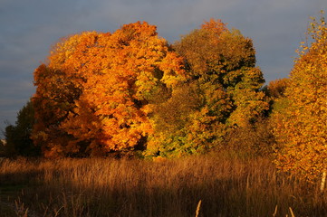 осень 11.10.2018 